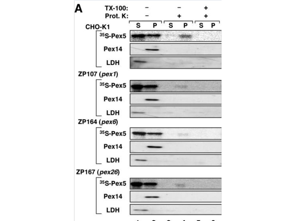 Western Blot using Lactate Dehydrogenase